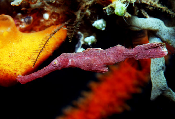 27 Velvet Ghostpipefish.jpg